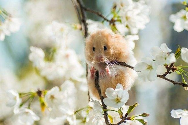 清明节悼念抗疫英雄的诗朗诵视频,描写今天清明节抗疫英灵的诗句