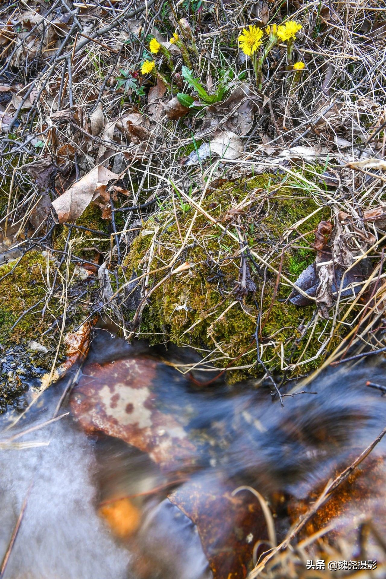 雪+雾凇+侧金盏+款冬=一次完美寻花之旅