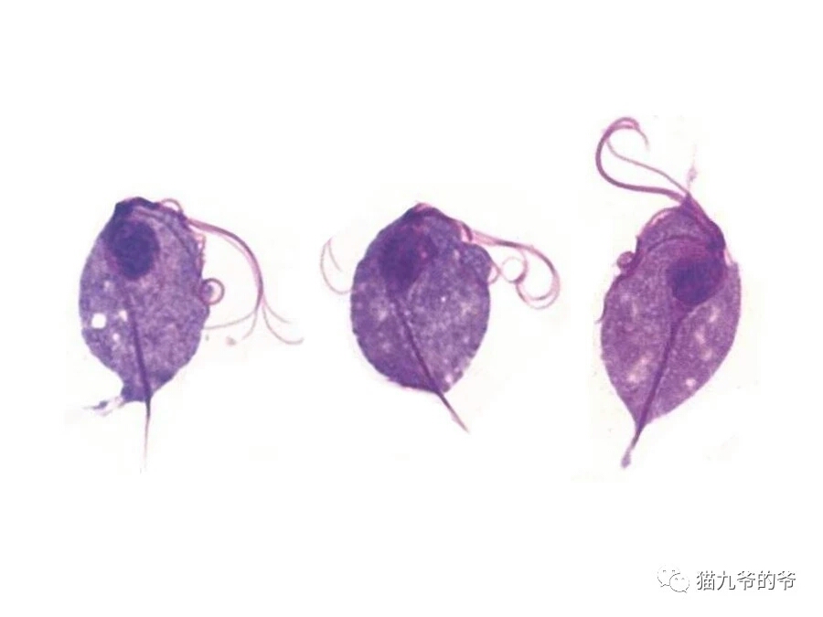 猫九爷:猫的顽固性腹泻（一）~滴虫