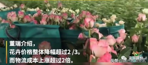 情人节52支玫瑰价格贵吗,情人节史上最贵玫瑰