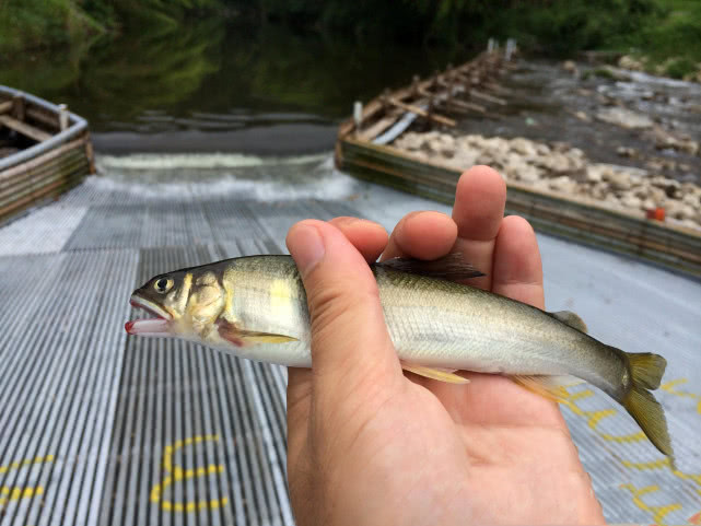 日本最好吃的几种鱼,日本最好吃的鱼有哪些