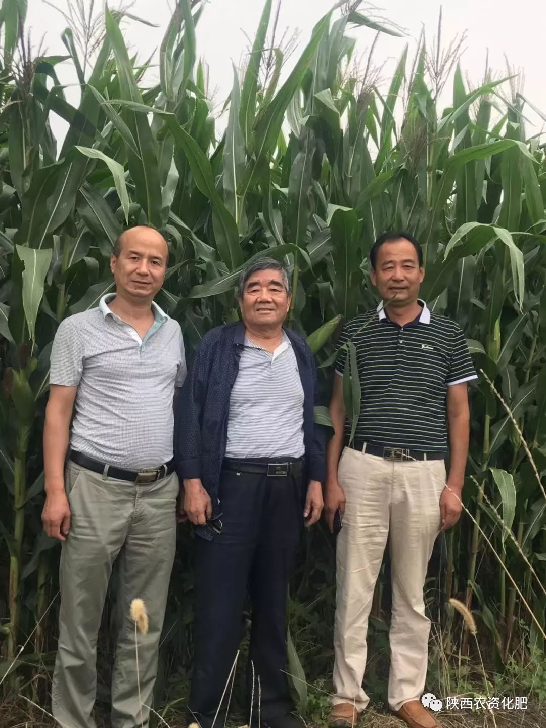 摇钱树牌控释肥助力大型农场增产增收