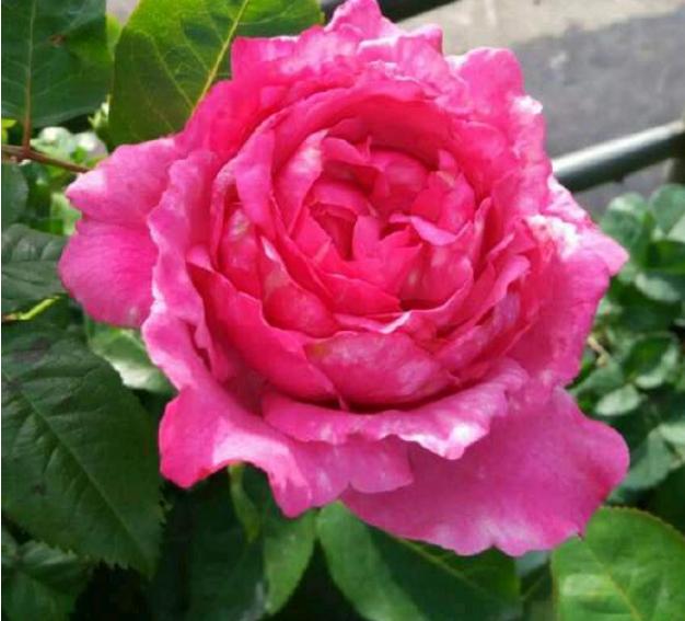 好养一年四季都可以开花的花,三种漂亮又好养的花