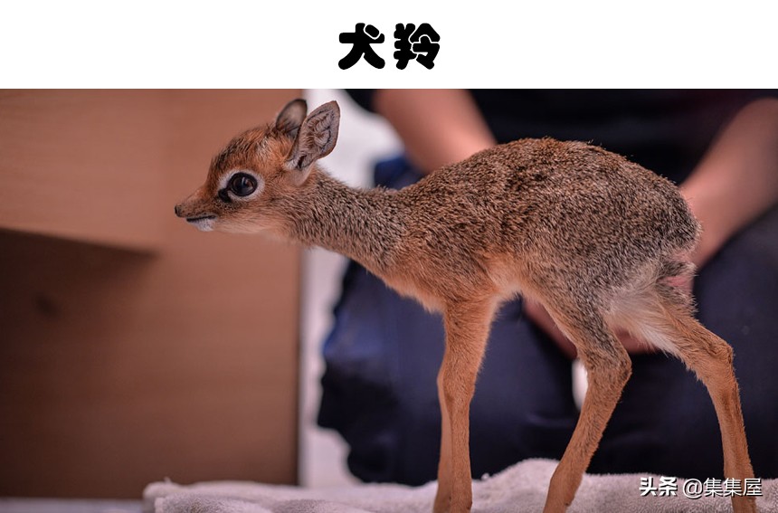 100多种你没见过的动物,十种你未见过的小型生物