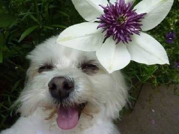 张继科巅峰时期鹿特丹,鹿晗和张继科