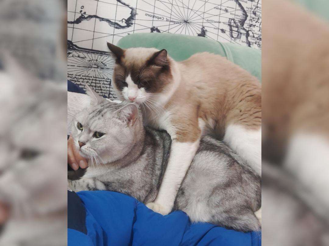 养猫人哭了 (朝九晚五适合养猫吗)