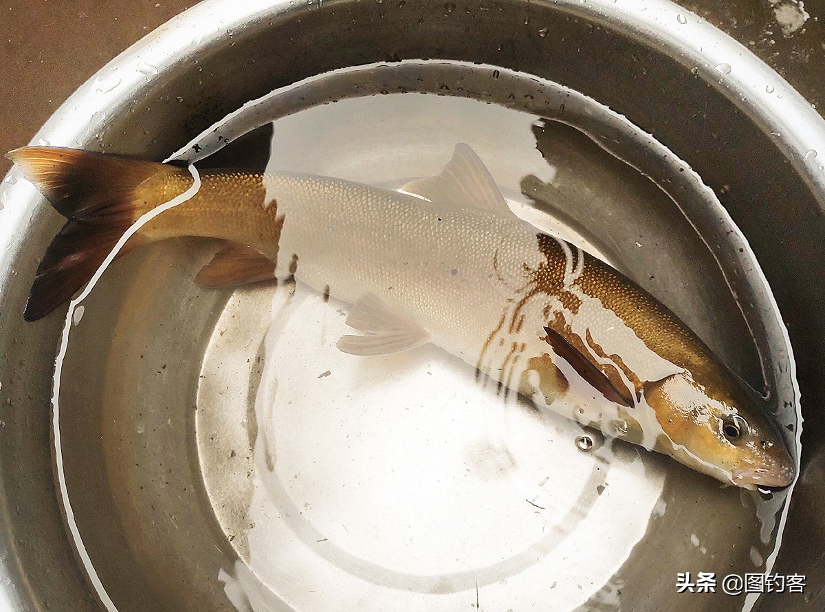 雅鱼是雅安特有的吗,雅鱼四川雅安市国家地理标志产品