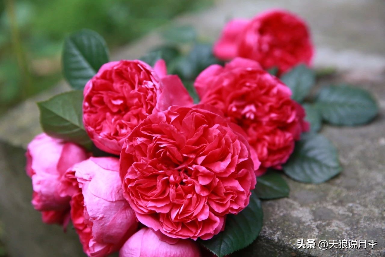 唤作「蔻丹」的月季,应该有怎样的风情?