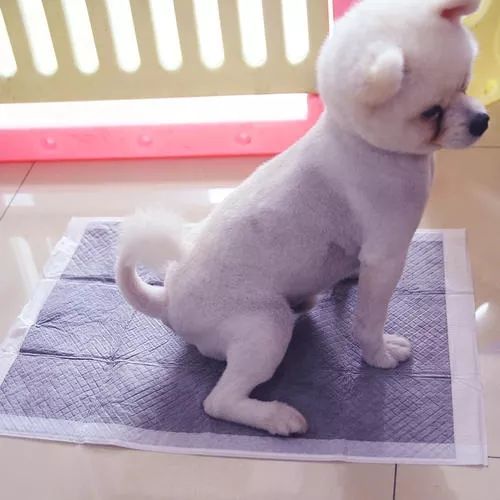 怎么训练遛狗时狗狗大小便,两个多月狗狗怎样训练大小便定点