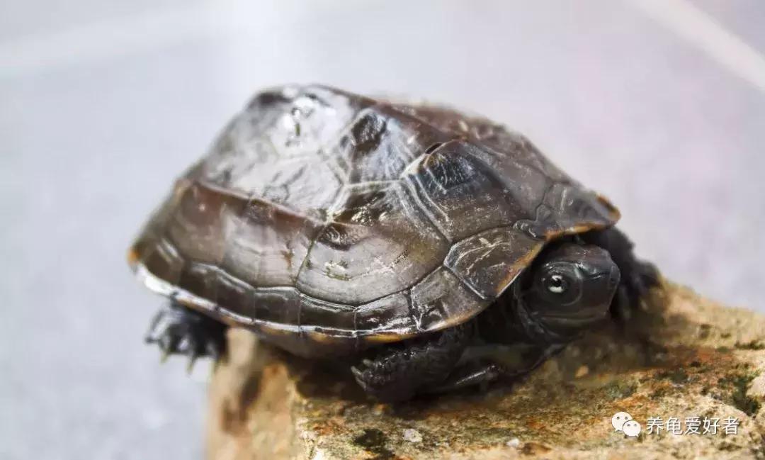 绿水养龟咬尾怎么办,大龟跟小龟怎么防止咬尾