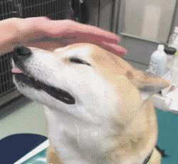 怎么训练狗狗笑一个样子,怎么才能教会狗狗微笑