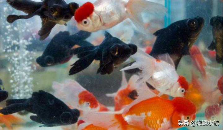 金鱼到底要水多点好还是少点好,养金鱼多久喂一次食多久换一次水