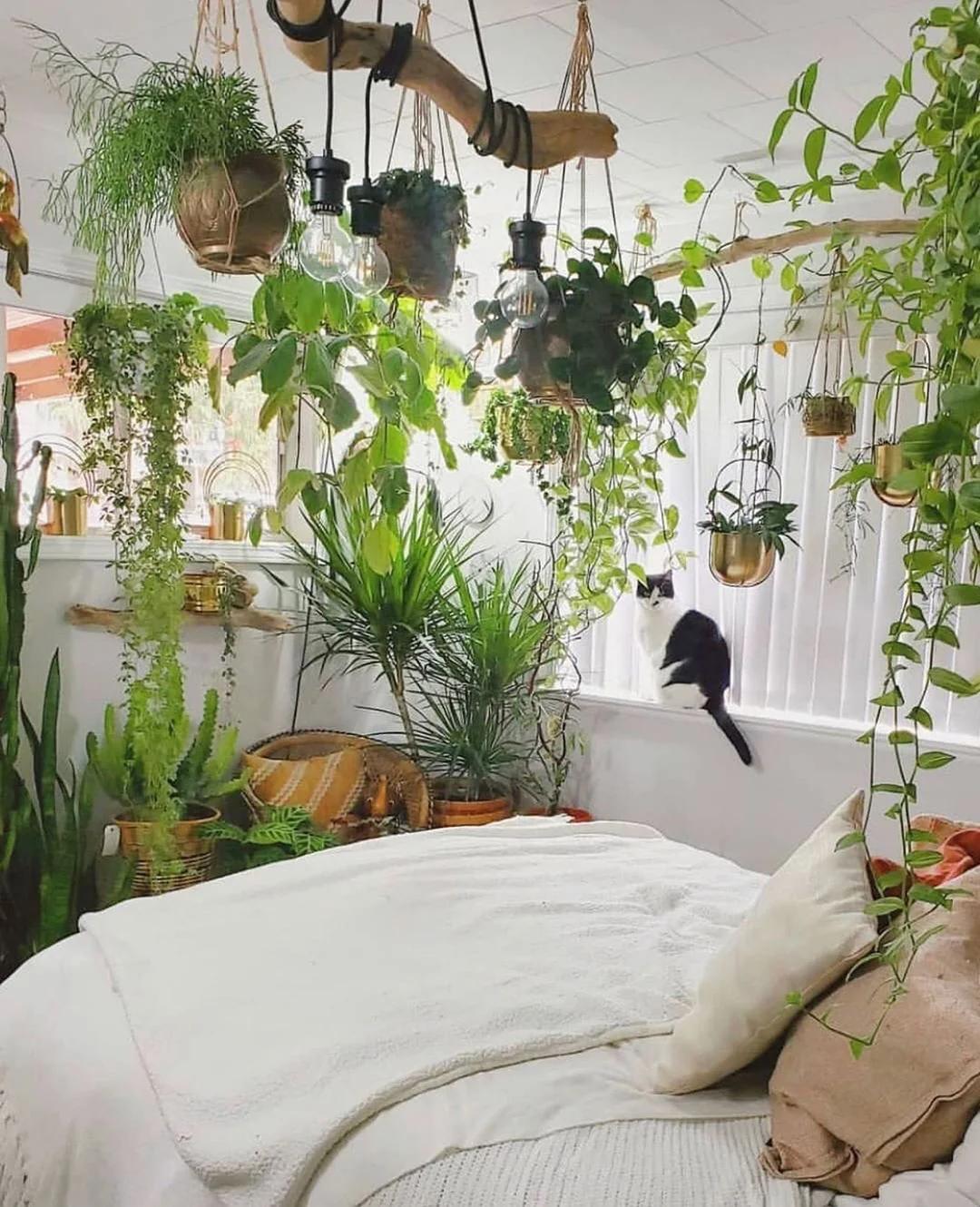 花里小黑飞根除绝招,治花土里小黑飞最好的方法