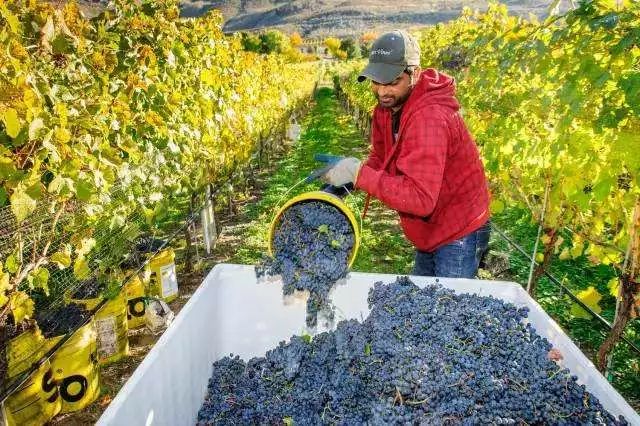 中国有机农业经营,以后中国会普及有机农业吗