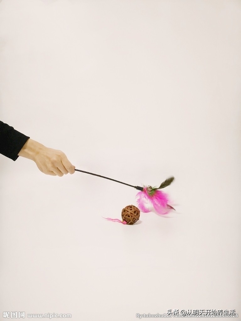 如何让猫咪快速喜欢上你,如何让猫咪喜欢你萌宠指南