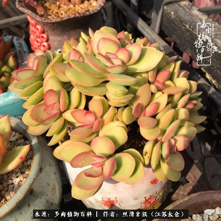 秋叶将落,秋叶即将落下你依然美丽