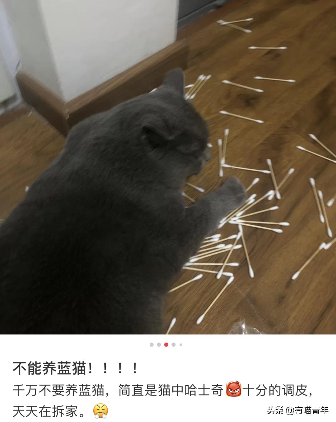 英国短蓝猫好养吗,千万别养蓝猫
