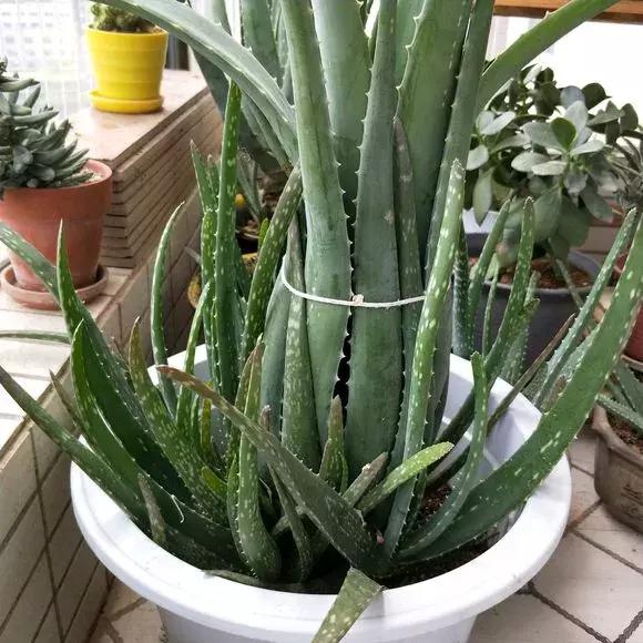 君子兰保命方法,君子兰神奇之处