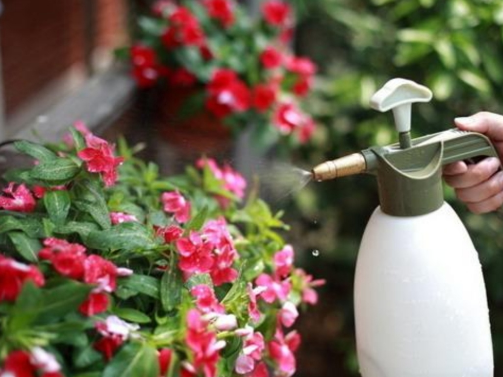 花卉蚧壳虫的特效药图片,花卉植物有蚜虫蚧壳虫用什么药