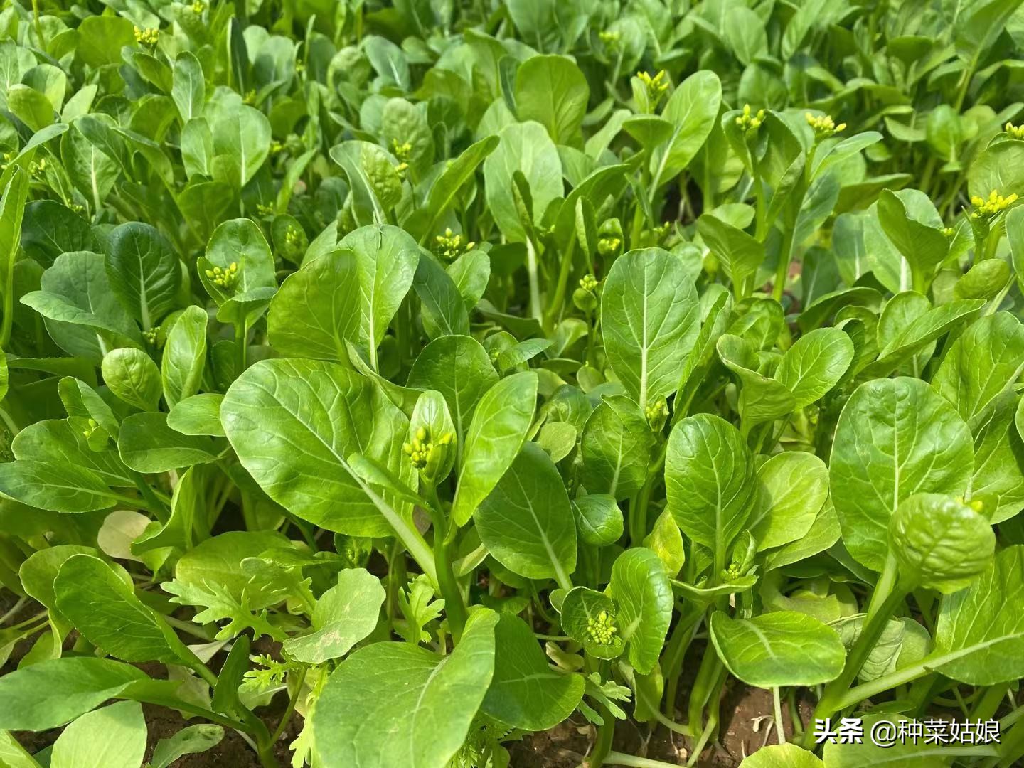 种菜总是长虫怎么处理,种菜里有小蚜虫怎么办