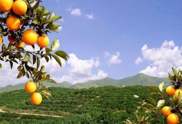 养肝日常可常吃这几种水果,养肝的人建议少吃这2种水果