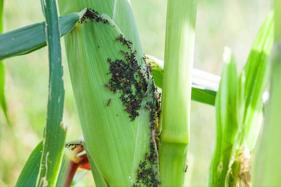 目前防治蚜虫最有效是什么药,蚜虫最简单有效的防治方法蔬菜