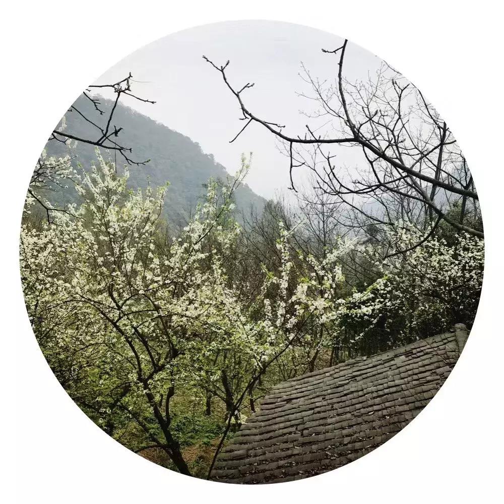 甘露茶正确泡法,系辞白话讲解