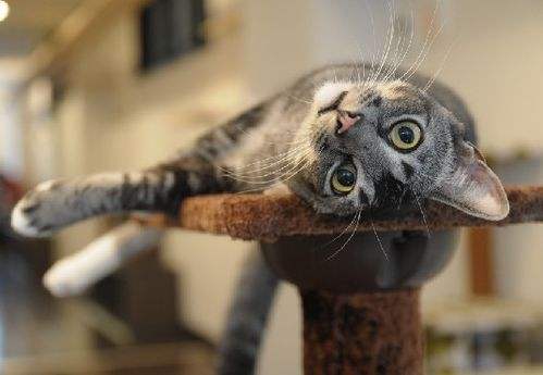 领养代替购买？这样的*养送**人我也选择拒绝