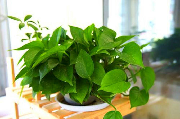 绿萝加什么药长得好,如何让绿萝叶片上的黄色斑点增加