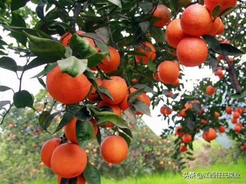 唯一含花青素的血橙,血橙里面红色的果肉是花青素