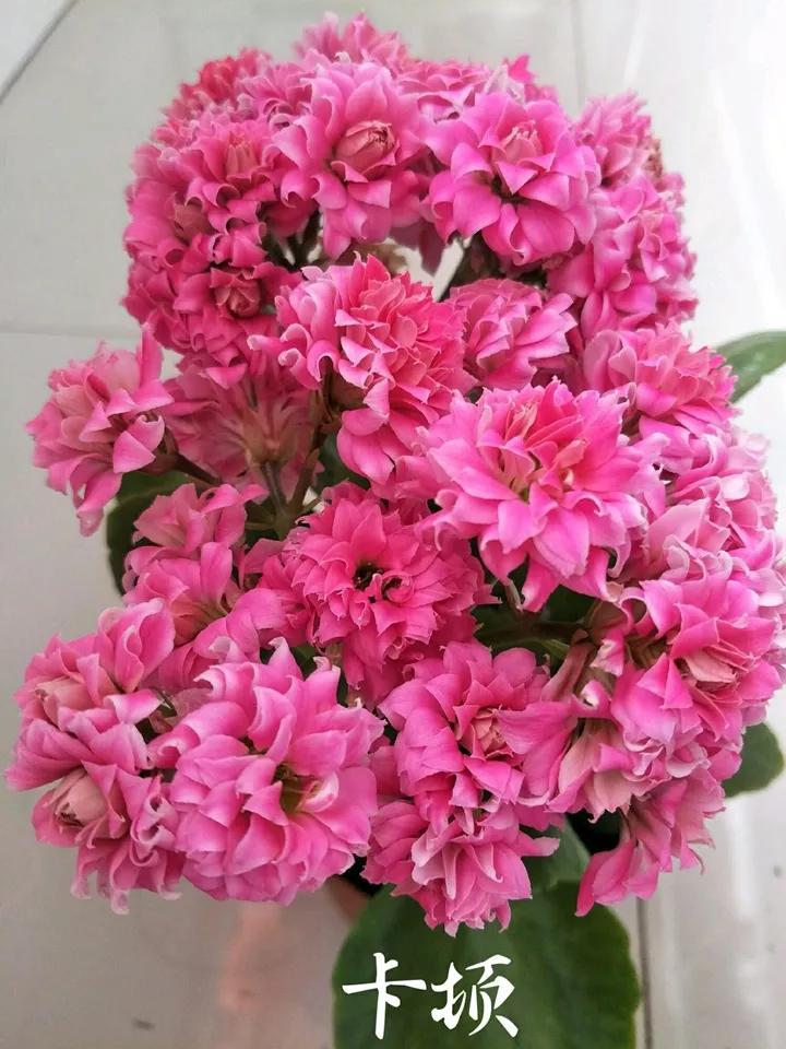 长寿花，寓意好、开花漂亮，花期长，品种多达300个