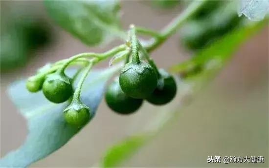 今天学个中药——龙葵（洋柿子）