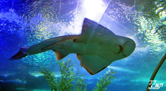 青岛吸引人的景点,青岛最吸引人的一点是什么