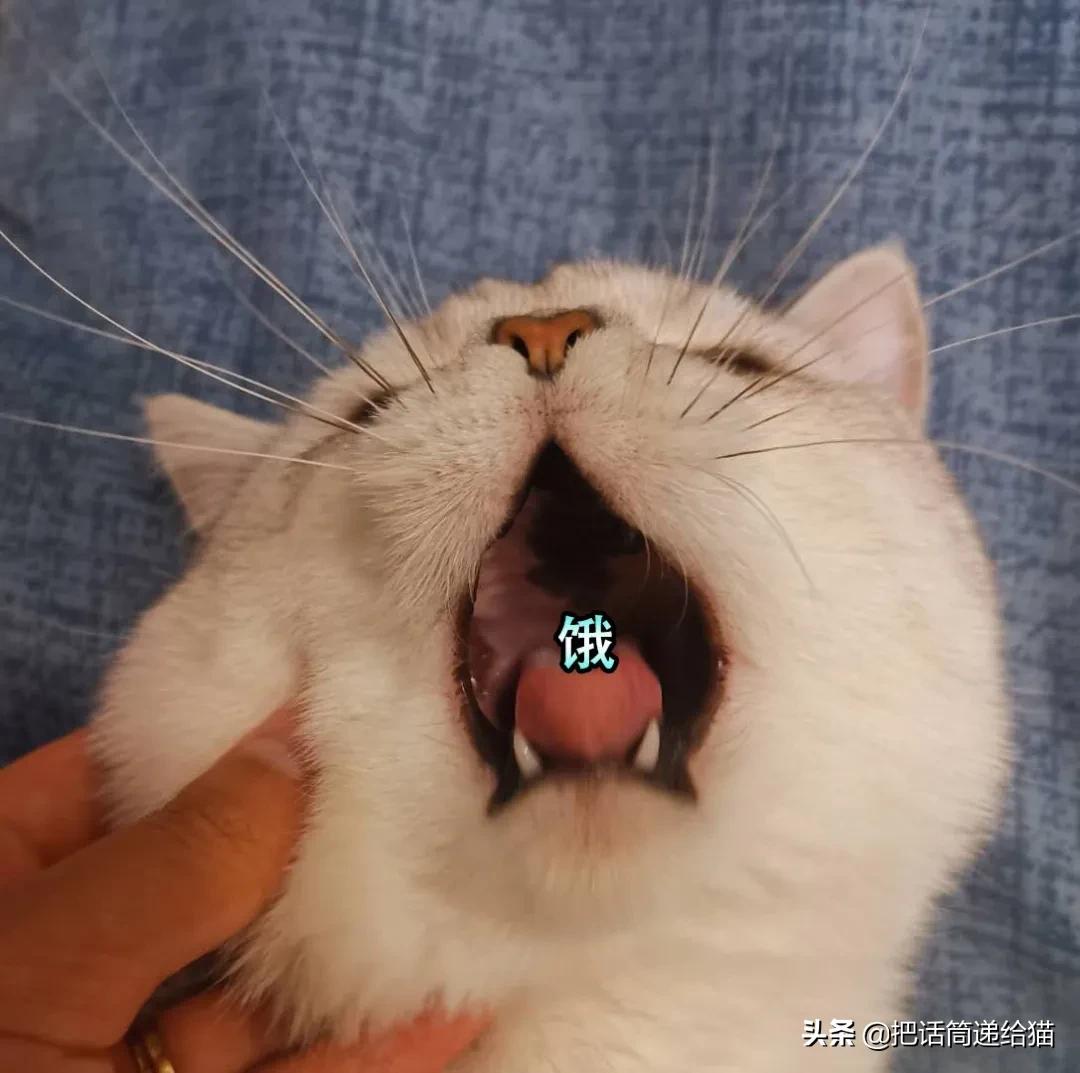 求助！我的猫以为自己是我妈怎么办？