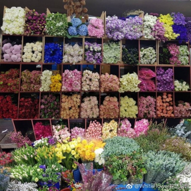 whiteflower闂ㄥ簵,whiteflower