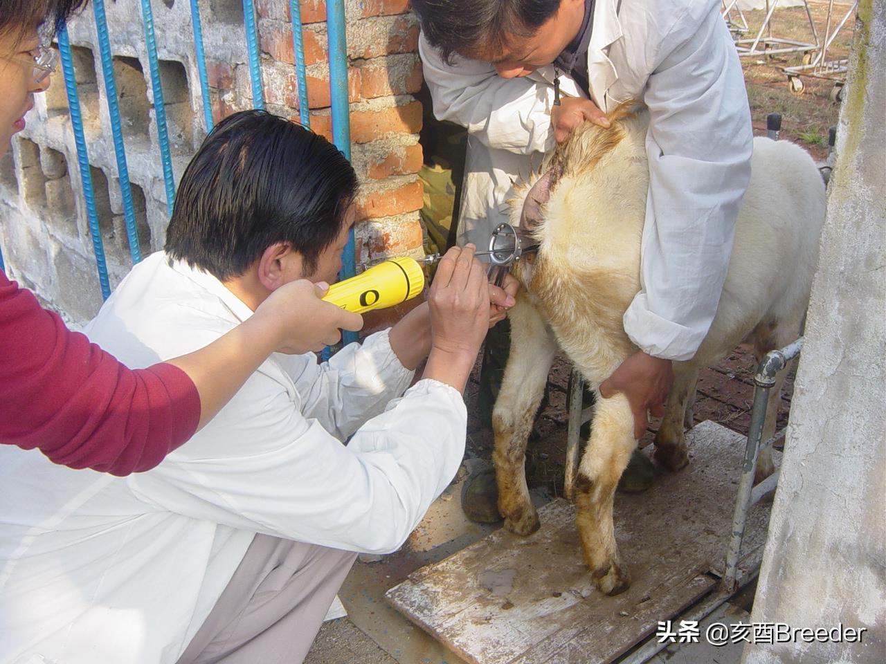 羊的人工授精技术规程,羊人工授精技术规程