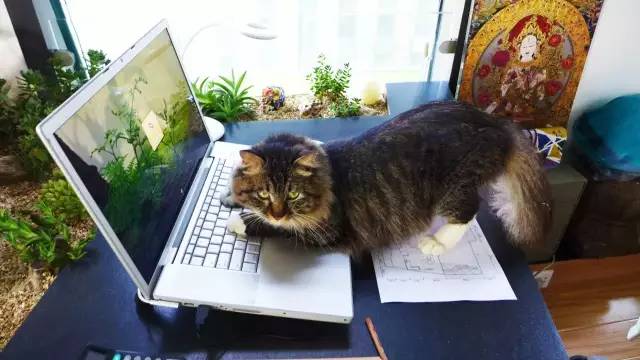 园林式办公区效果图,办公区花园景观设计