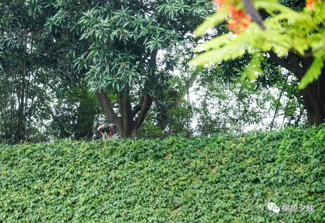 凤凰浴火时,盛夏晚晴天