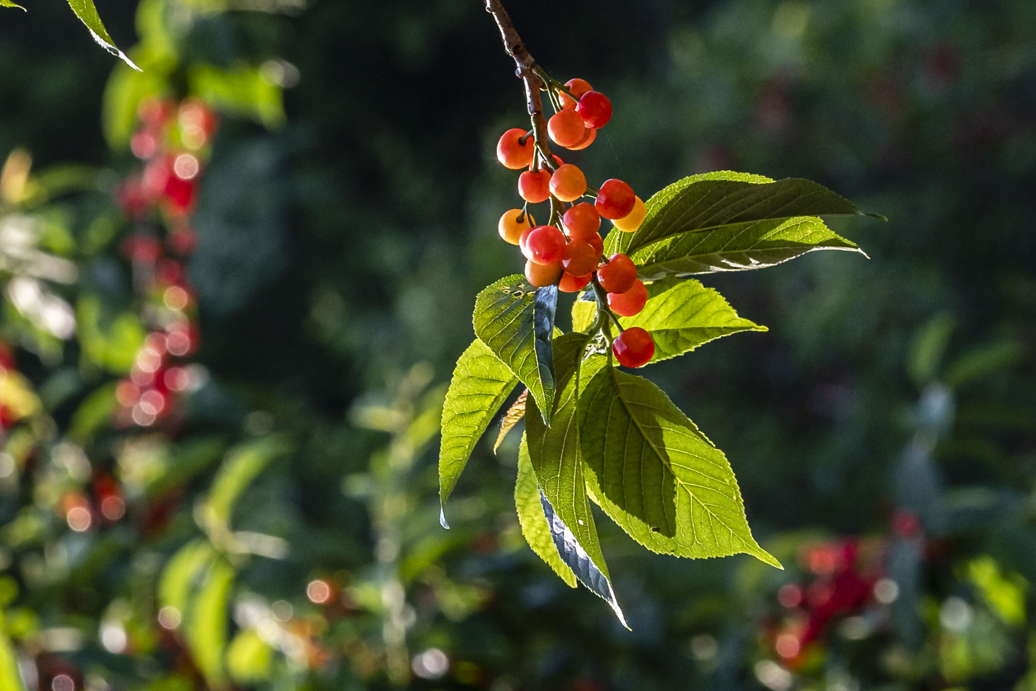 小樱桃缩果病,小樱桃的病后来是怎么治疗好的