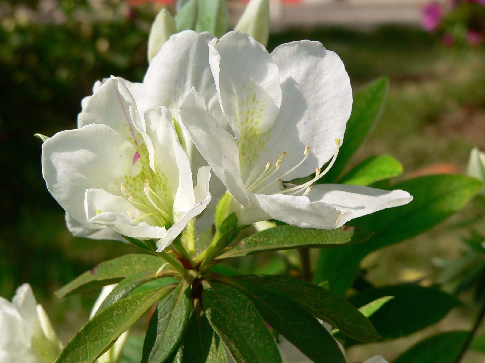 杜鹃花植物图片大全,最漂亮的杜鹃花品种有哪些