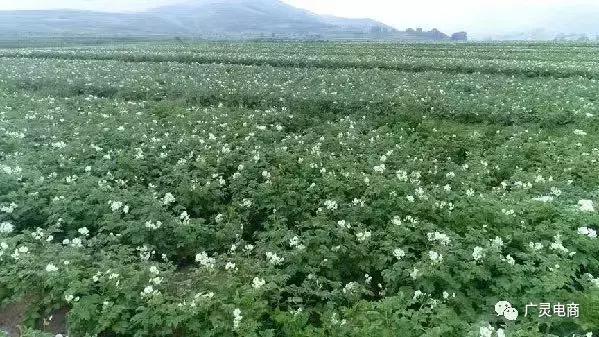 电商走进田间地头,电商扶贫进大山