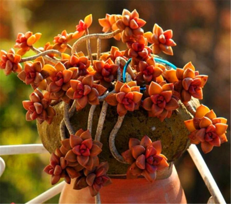 姬胧月特征,姬胧月变透亮