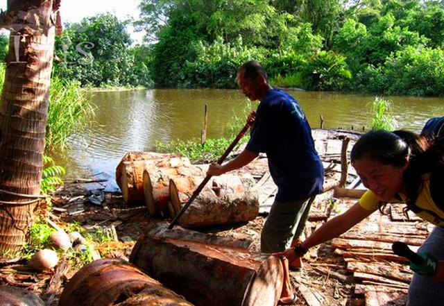 世界上淀粉最高的树，砍上一棵半年不用买米，最适合吃软饭的人