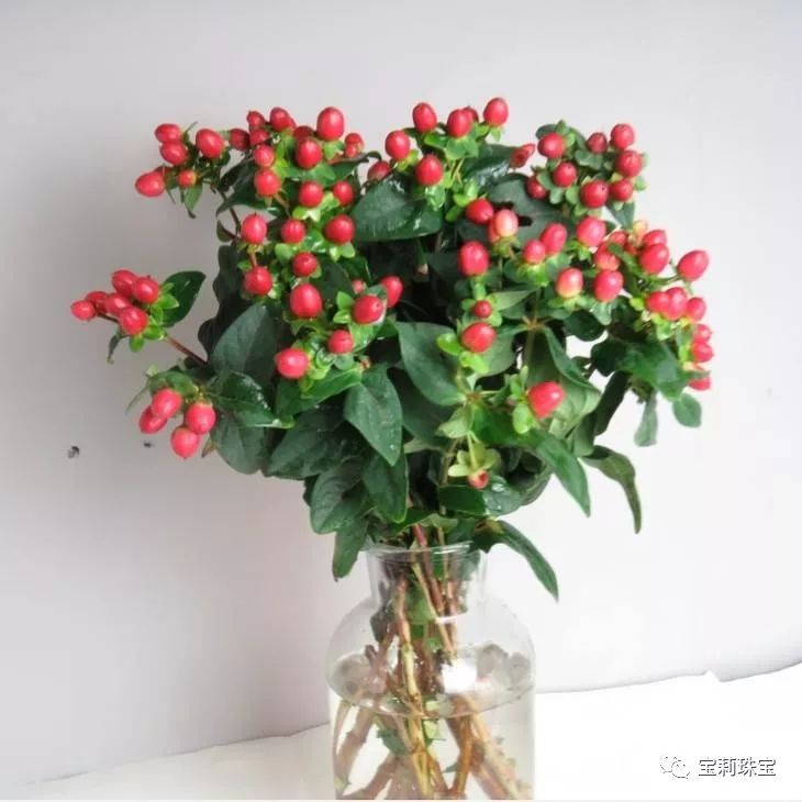 初美优选樊莉莉：相思红豆