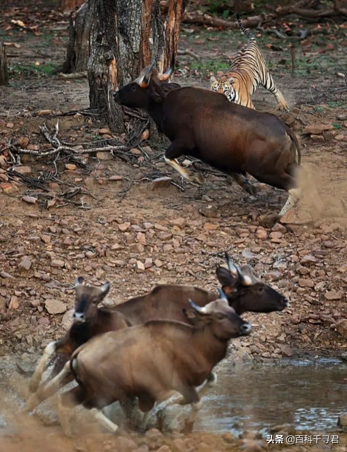 王者也会栽跟头——盘点在野生环境中杀死过成年老虎狮子的动物