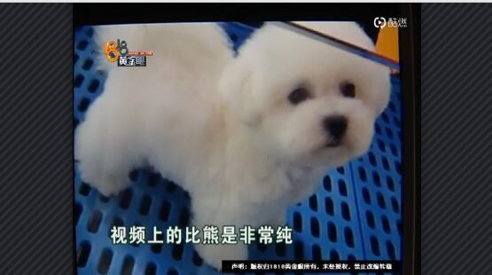 网上买比熊和博美,买博美犬和比熊