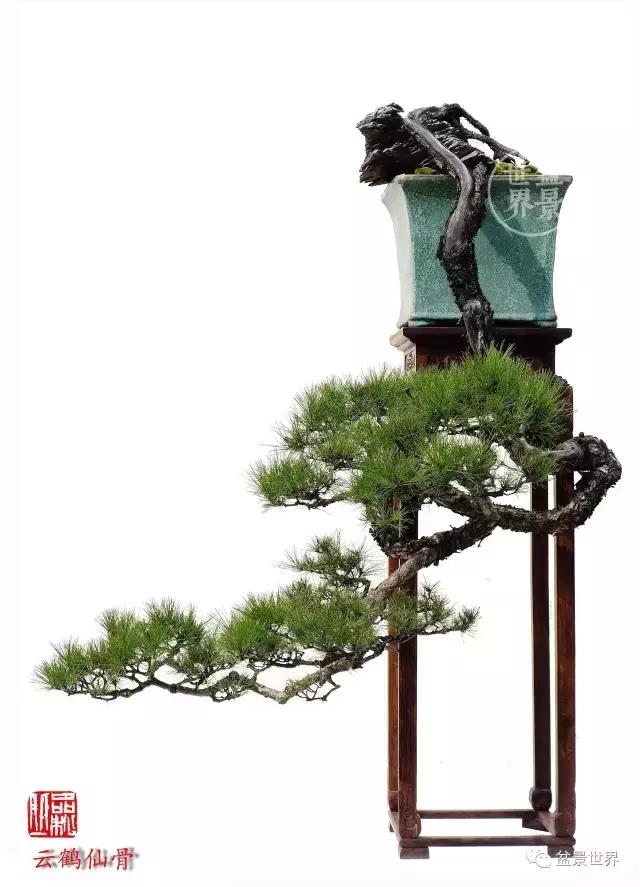 松树盆景经典大片,大斜杆式盆景得金奖作品松树