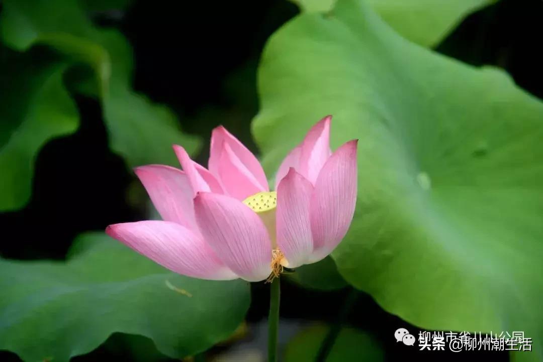 柳州哪里有免费花海,柳州花海紫荆花真实视频