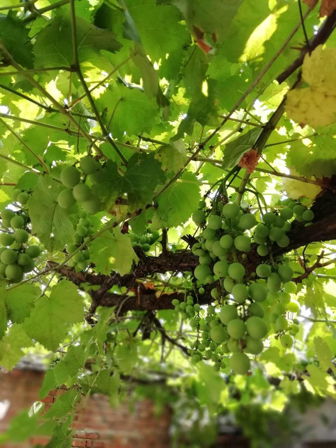 「慕思词联」人生常似风前絮