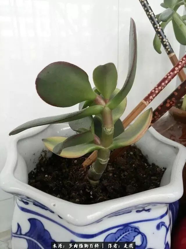 偶遇多肉的感言,偶遇山中多肉